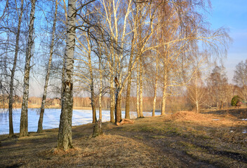 Birch grove on a spring morning
