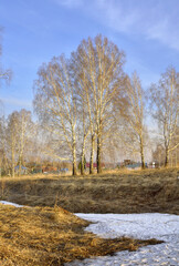 Spring snowdrifts near the birches
