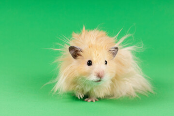 fluffy angora hamster on a green background