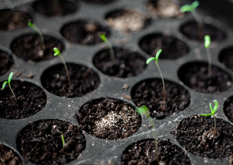 Spring shoots that sprouted seeds. Black plastic glasses and soil.