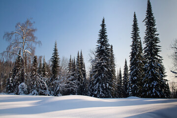 Snow-covered winter spruce coniferous trees landscape with the background of pure white snow