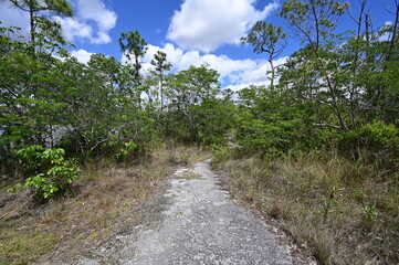 Fototapeta na wymiar Section of Long Pine Key Trail by Pine Glades Lake in Everglades National Park, Florida on sunny afternoon..