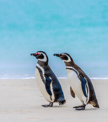 Magellanic Penguin couple on the beach in Falkland Islands