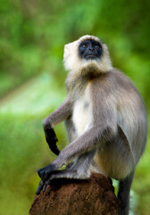 Naklejka premium Black footed Gray Langur sitting on a dead tree stump