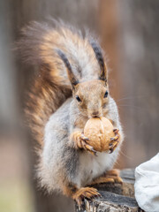 A squirrel with a nut sits on a stump in spring or summer.