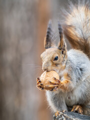 Obraz premium A squirrel with a nut sits on a stump in spring or summer.