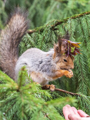 Squirrel with decoration on the head and with nut sits on a fir branches in the spring or summer.