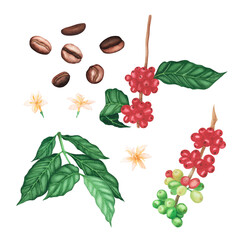 Set red coffee arabica branch, flowers. brown roasted beans, leaves isolated on white background. Watercolor llustration