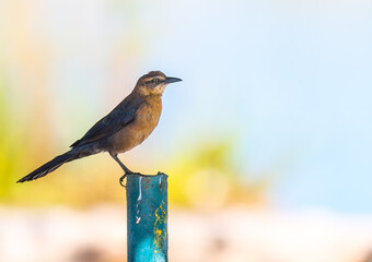 Great tailed Grackle perched on a pole