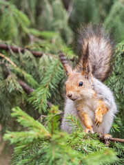 The squirrel sits on a fir branches in the spring or summer.