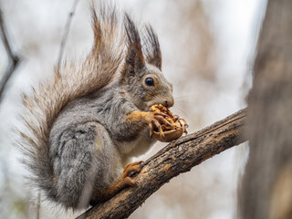 The squirrel with nut sits on a branches in the spring or summer.