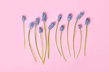 Beautiful Muscari flowers on pink background, top view