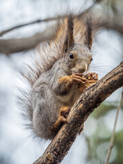 The squirrel with nut sits on a branches in the spring or summer.
