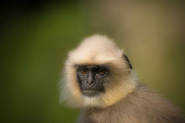 Portrait of a Black footed gray langur