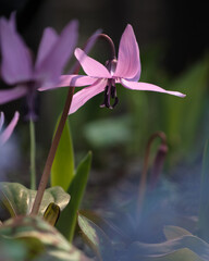 カタクリの花（Katakuri <Dogtooth violet>）