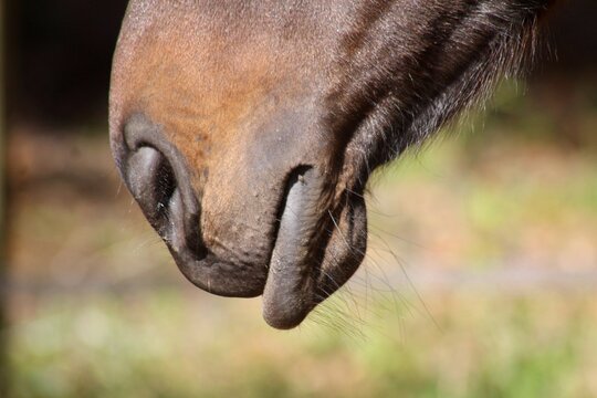 Close up of horse muzzle with relaxed lower lip