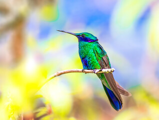 Sparkling Violetear hummingbird perched on a tree