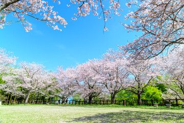 桜の花咲く木山城跡風景「観光・花見名所」
Kiyama Castle Ruins with Cherry...