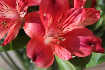 Fototapeta na wymiar Beautifully blooming red flowers in sunlight