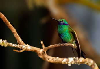 Sparkling Violetear perched on a tree in Colombia