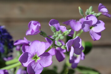 Fototapeta na wymiar Soft purple colored flower in bloom