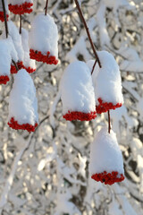 Winter snowy branch of rowan with red berries close-up view