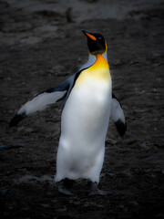 King Penguin on a black sand beach