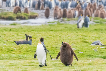 King Penguin baby following its mom everywhere