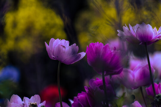 アネモネ Images Browse 5 613 Stock Photos Vectors And Video Adobe Stock
