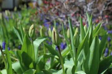 Row of red tulip flower buds ready to bloom in a spring garden