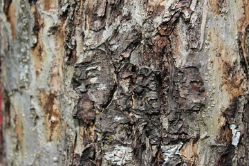 Close up view of Apple tree bark