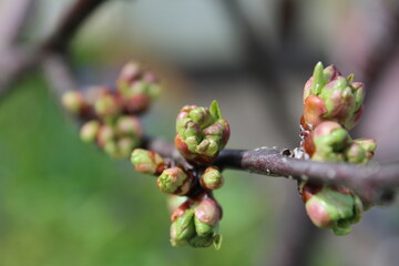 Branch with cherry flower buds in early spring