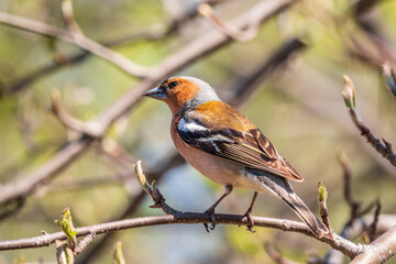 Common chaffinch, Fringilla coelebs, sits on a branch in spring on green background. Common chaffinch in wildlife.