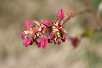 Obraz premium Blueberry's tiny reddish flower buds in spring