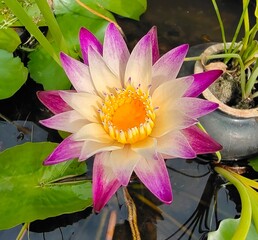 pink water lily