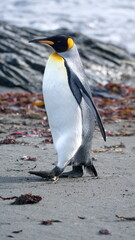 King penguin (Aptenodytes patagonicus) on the beach in Gold Harbor, South Georgia Islands