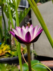 lotus flower blooming in the pond. side view