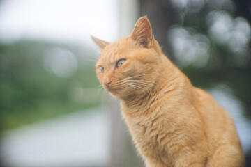 沖縄県宮古島の離島のネコ島 大神島に住みつくかわいい野良猫の写真