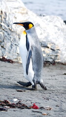 Fototapeta premium King penguin (Aptenodytes patagonicus) on the beach in Gold Harbor, South Georgia Islands