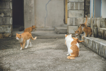 沖縄県宮古島の離島のネコ島 大神島に住みつくかわいい野良猫の写真