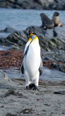 Obraz premium King penguins (Aptenodytes patagonicus) interacting on the beach in Gold Harbor, South Georgia Islands