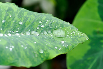 Colocasia esculenta midori sour, Colocasia ,midori sour or Colocasia plant and dew drop