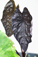 colocasia black ripple , Colocasia or black Colocasia plant and Colocasia esculenta or  colocasia black coral