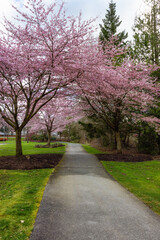 Cherry Blossom Trees over a scenic path in a neighborhood. Spring Season. Langley, Vancouver, British Columbia, Canada.