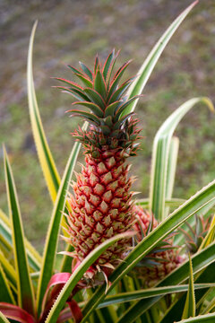 Pineapple fruit in plantation. Tropical pineapple fruit. Pineapple tropical fruit growing in garden.