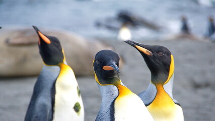 Close up of King penguins (Aptenodytes patagonicus) in Gold Harbor, South Georgia Islands