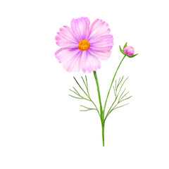 Branch of pink flower illustration. Watercolor painting plant isolated on white background. Floral drawing