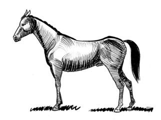 Ink black and white drawing of a standing horse © berdsigns