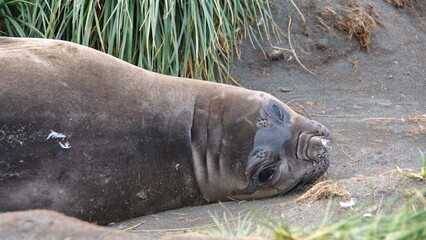 Close up of a weanling southern elephant seal (Mirounga leonina) in Gold Harbor, South Georgia Islands
