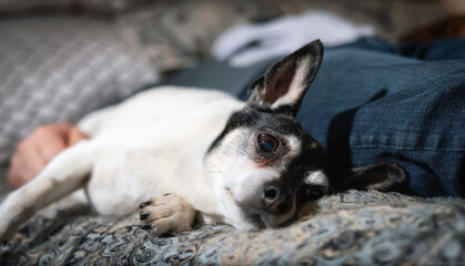 Little Dog, Toy Fox Terrier, relaxing on bed at home beside the owner sleeping.